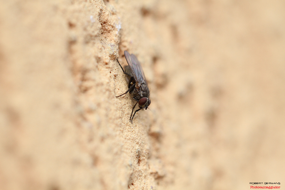 mosca-100.jpg