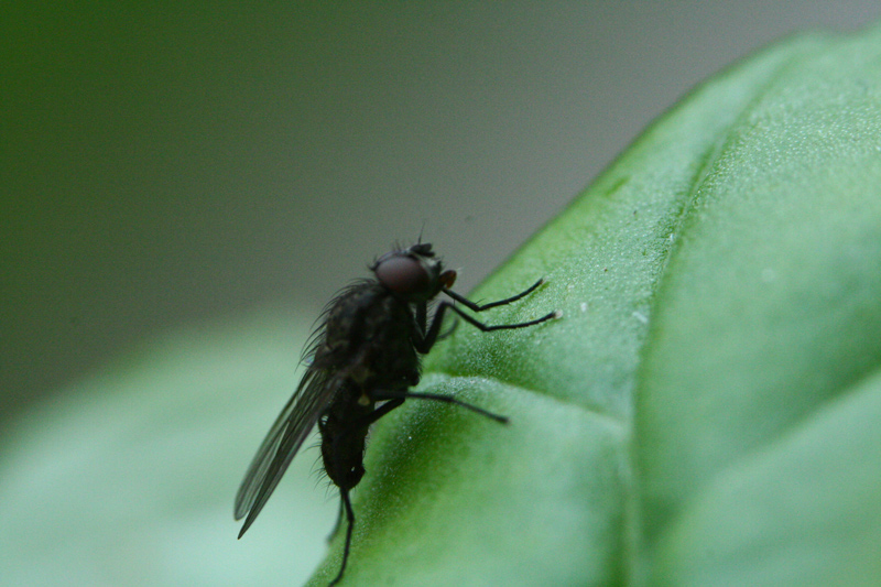 mosca-senza-bolla.jpg