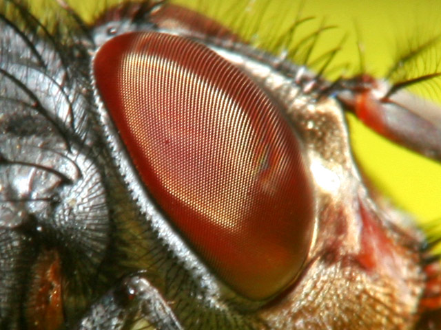 mosca3Xparticolare.jpg
