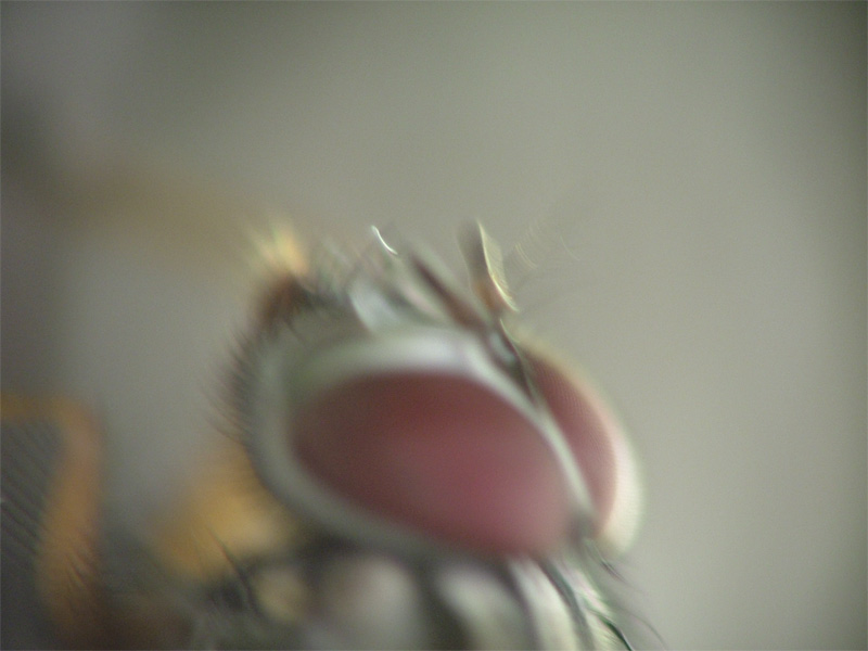 mosca.jpg