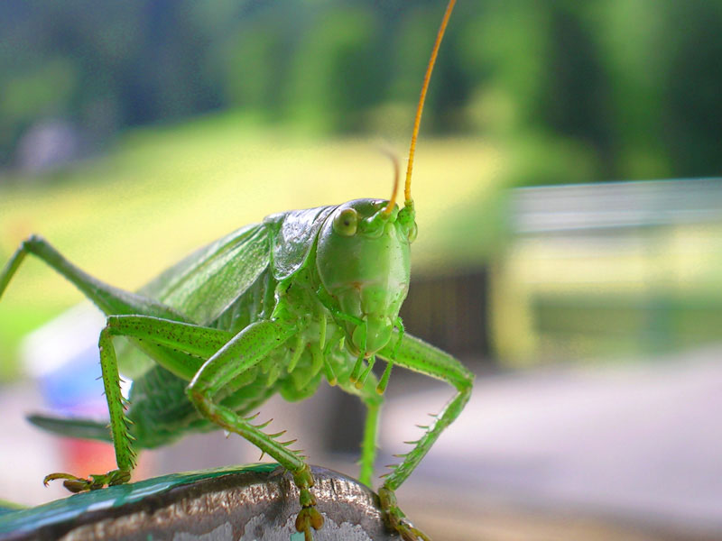 Mr.Green.jpg