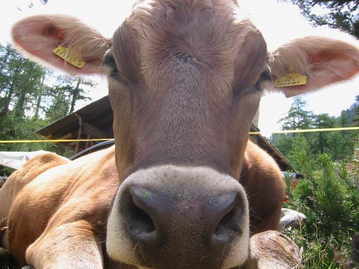 mucca.JPG