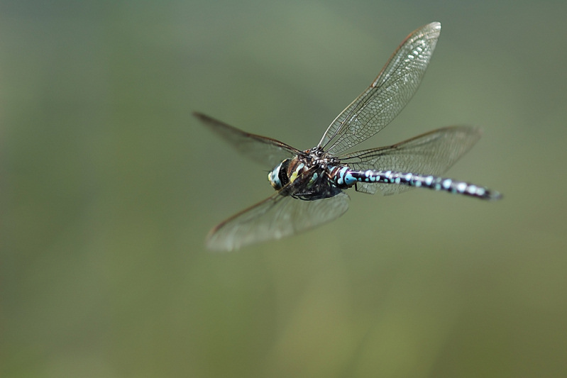 N Diaframma f3.5 - Esposizione 1-1600.jpg