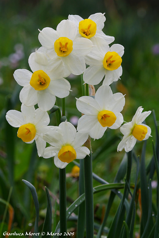 Narcissus-tazetta.jpg