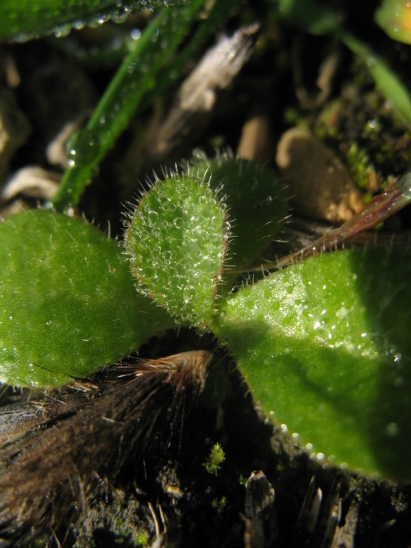 Natura 046.jpg