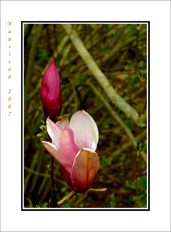 Nausicaa-Fiori.jpg