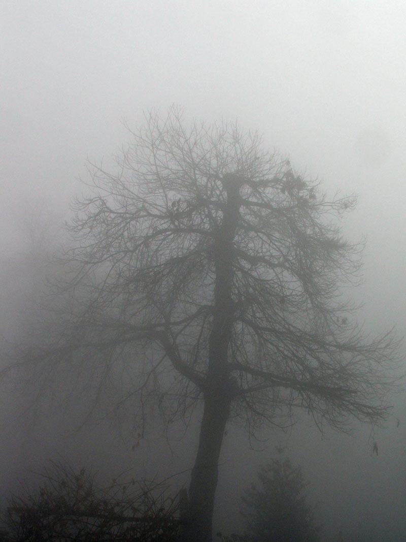 nebbia.jpg