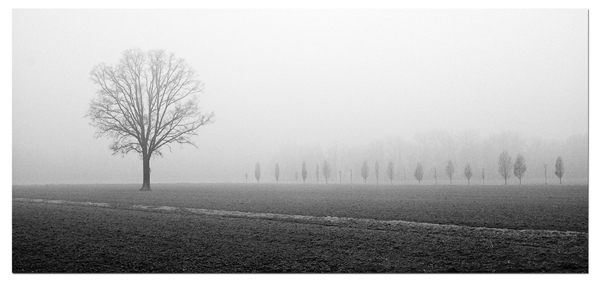 nebbia 5 b.jpg