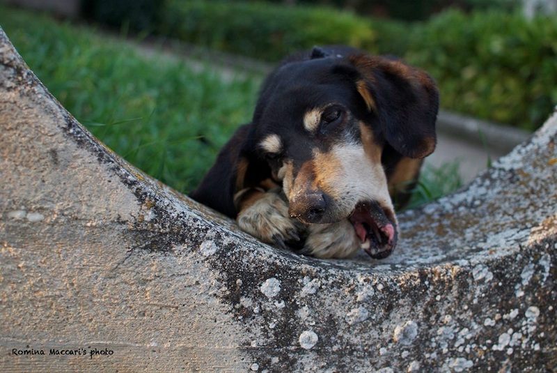 nice-dog-web.jpg