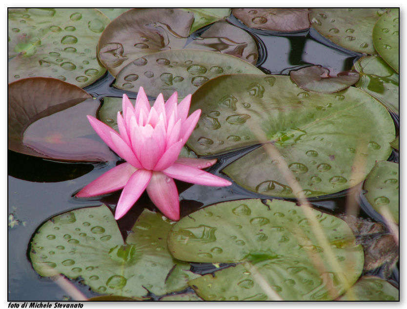ninfea2.jpg