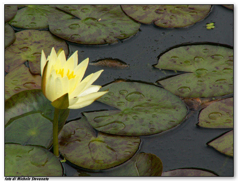 ninfea3.jpg