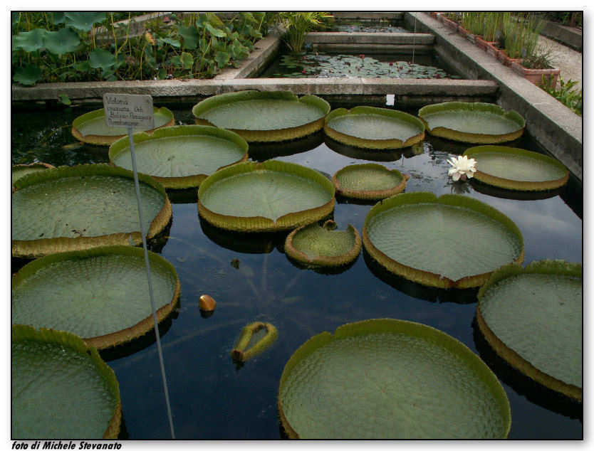 ninfea4.jpg