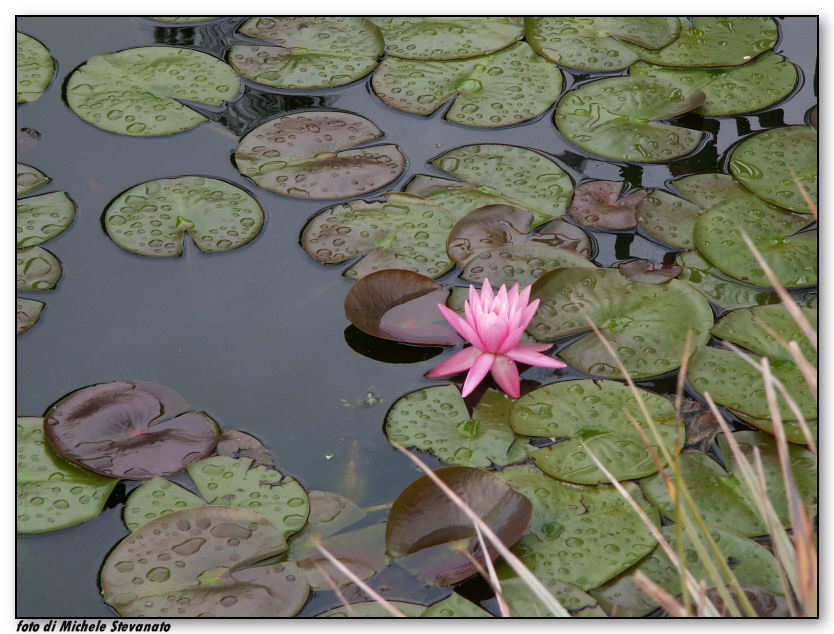ninfea.jpg