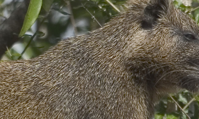 Nutria-1a1.jpg