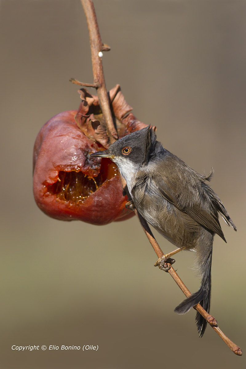 Occhiocotto (Sylvia melanocephala) -.jpg