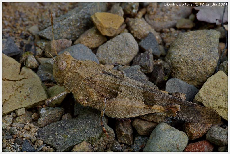 Oedipoda-caerulescens.jpg