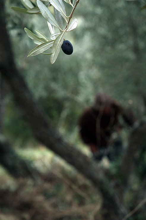 oliva.jpg