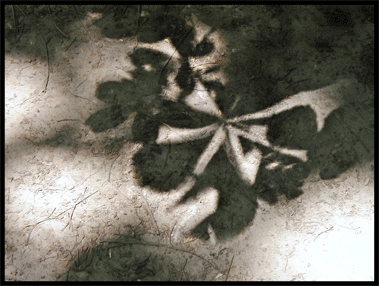 ombra-web.gif
