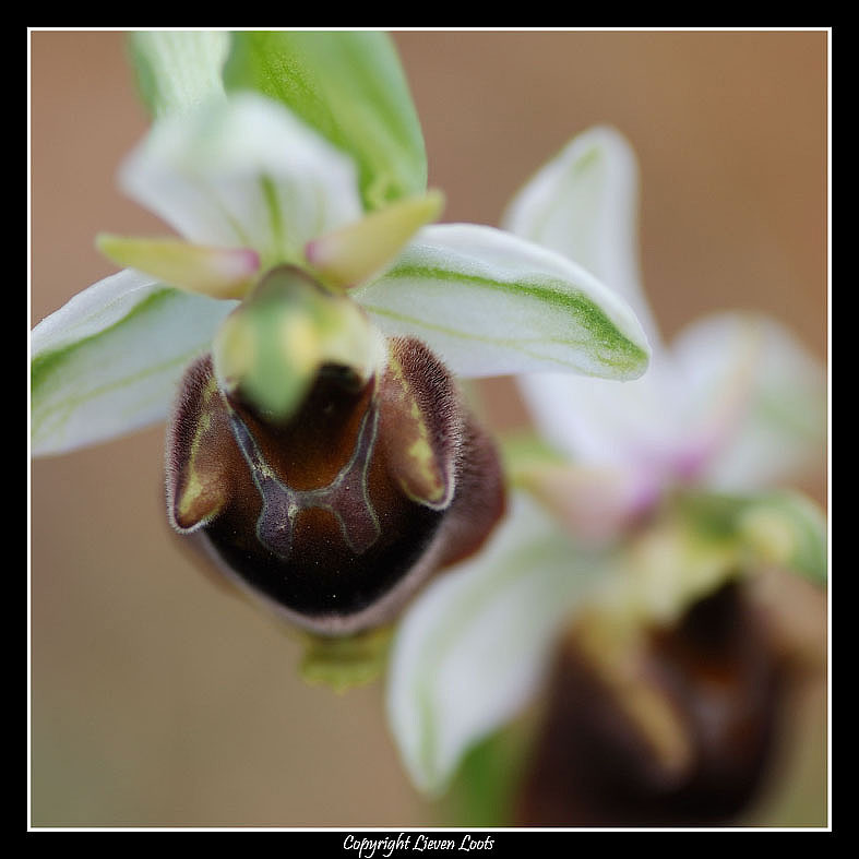 Ophrys argolica subsp. crabronifera x Ophrys holosericae 10_100.jpg