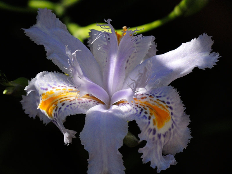 orchidea.jpg