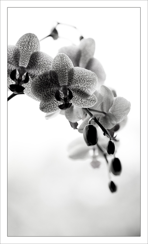 orchidea.jpg