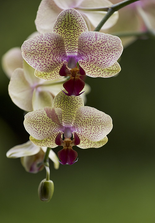 orchideacol.jpg