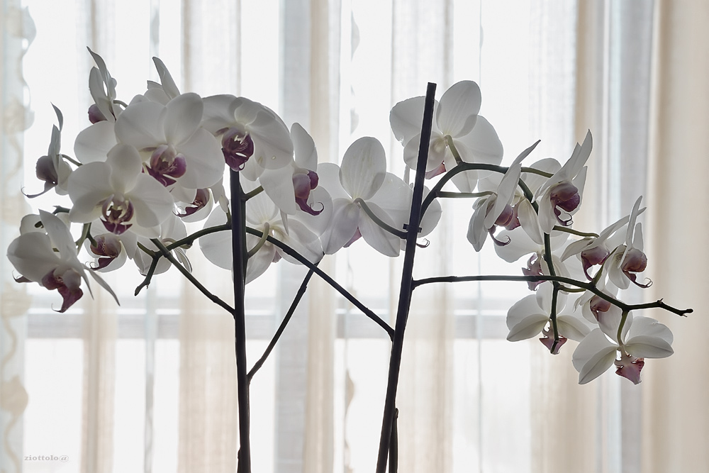 Orchideeweb2.jpg