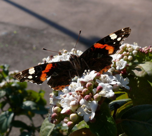 P1010713.jpg
