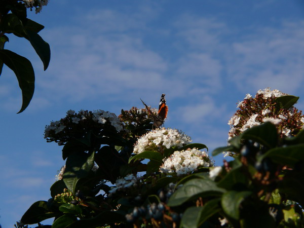 P1020273.jpg