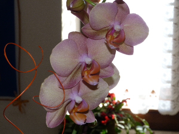 P1040649(1).JPG