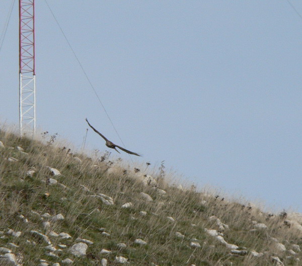 P1090526.jpg