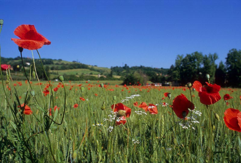 Papaveri-1.jpg