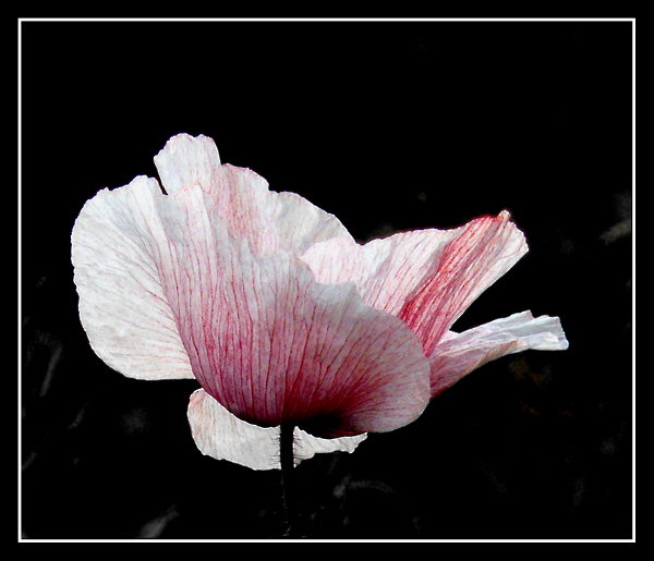 papavero-bianco-4.jpg