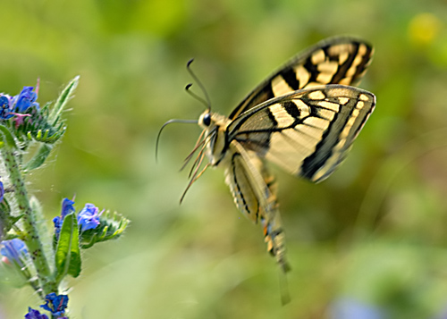 Papilio macaon in volo.jpg