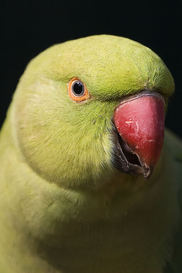 pappagallo_primo_piano.jpg