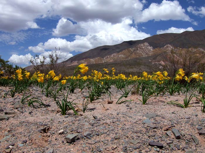 PARQUE-LOS-CARDONES.jpg