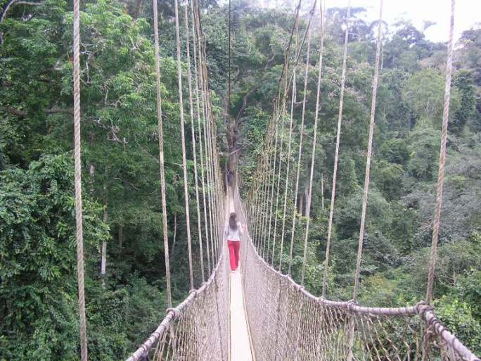 passeggiando per la foresta.JPG