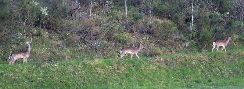 Passeggiata dopo colazione.jpg
