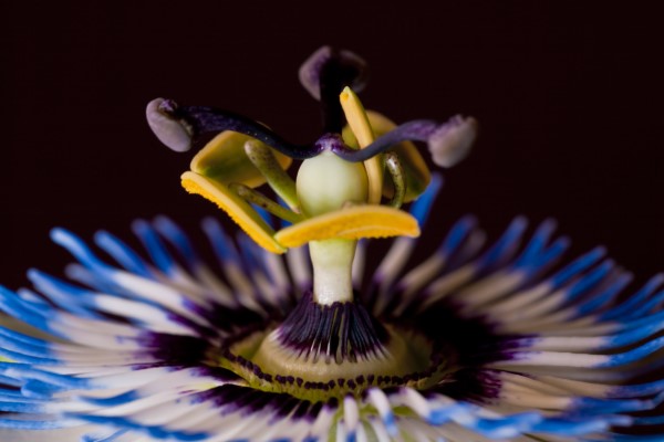 passiflora.jpg
