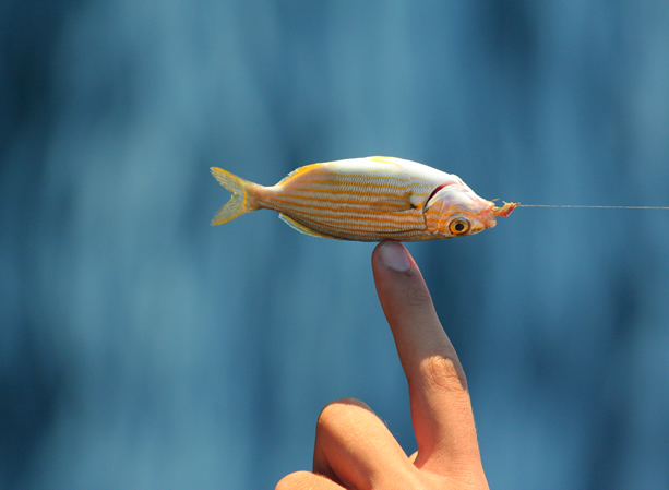 pesce.jpg