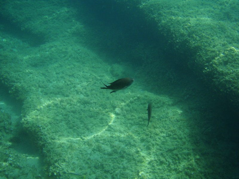 pesce.jpg