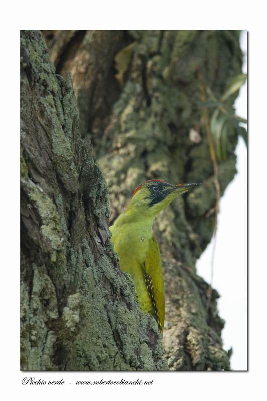 Picchio verde.jpg