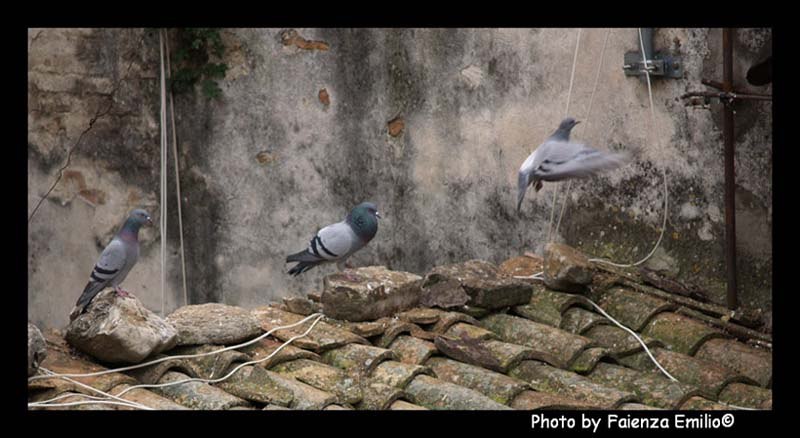 piccioni4.jpg