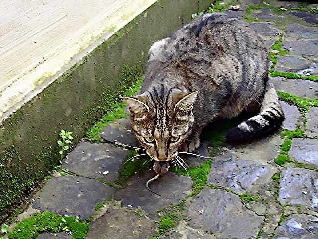 pict0384_167 copia.jpg