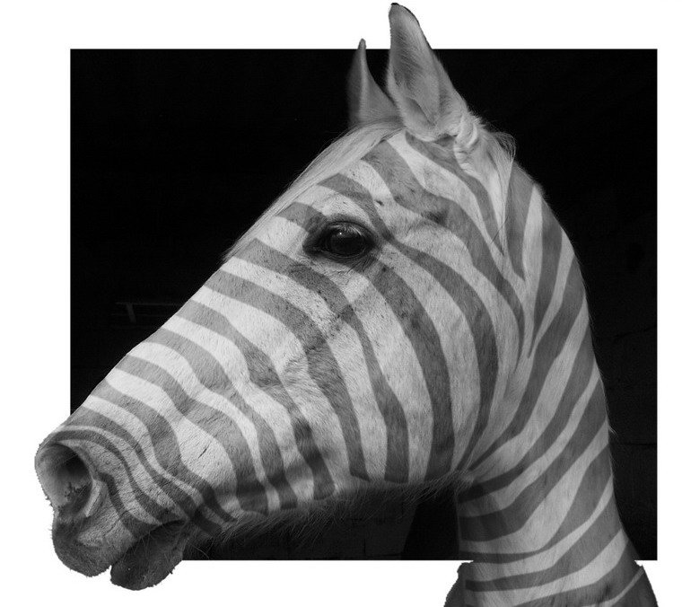 PICT2824_zebra1_resize.jpg
