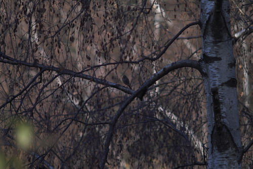PICT4957-01.jpg