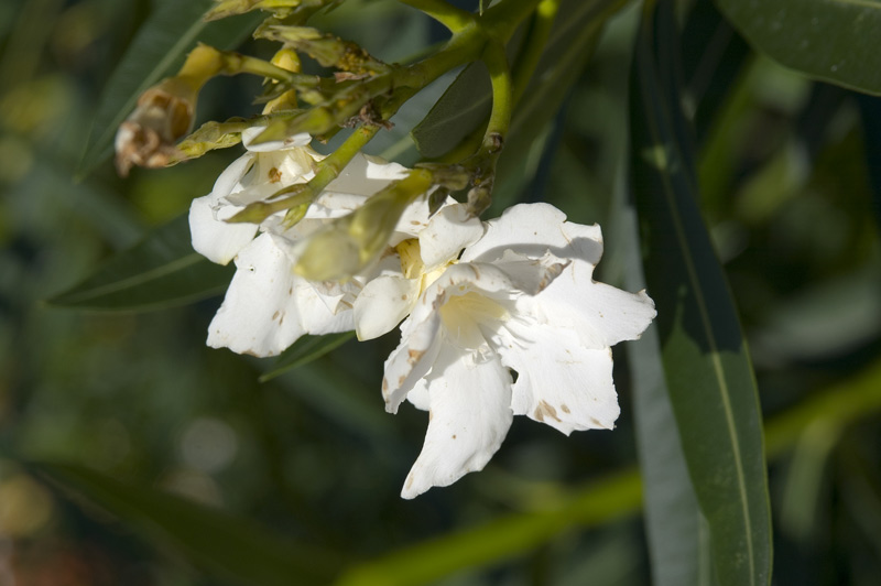 PICT6130.jpg