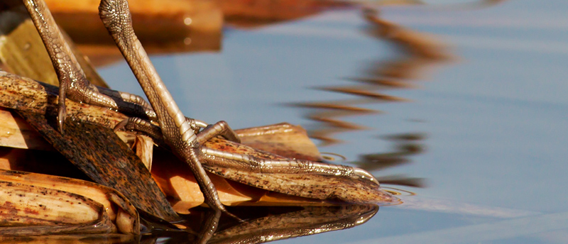 Porciglione-(Rallus-aquaticus)---800.jpg