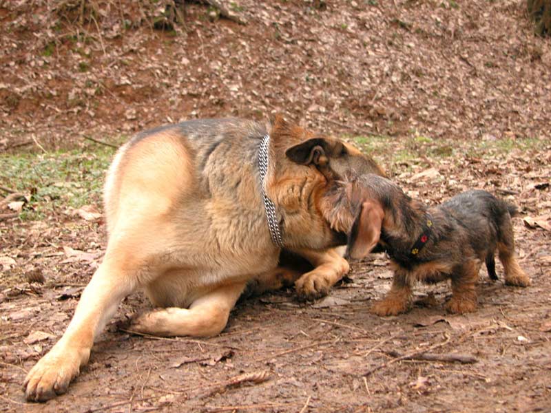 primo-bacio.jpg