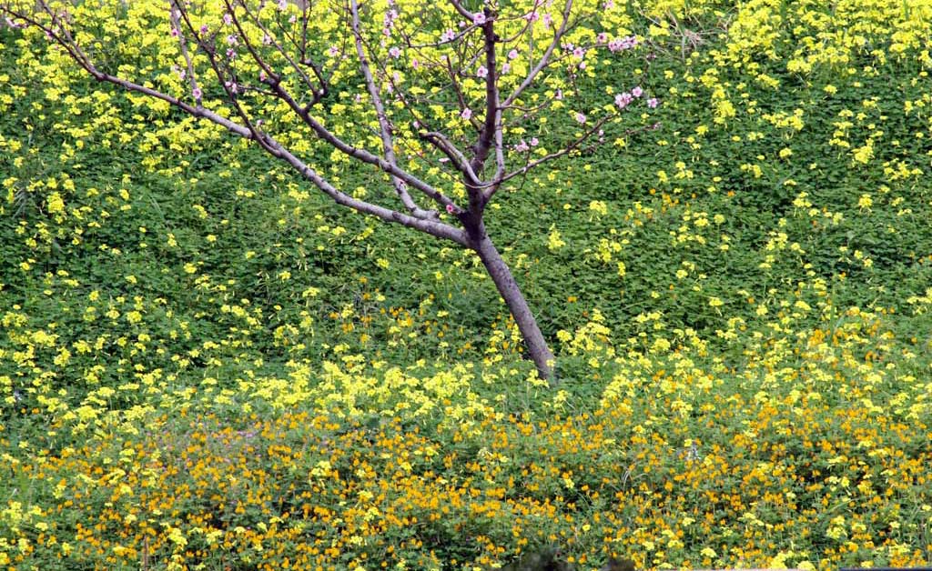 QuasiPrimavera---1-.jpg